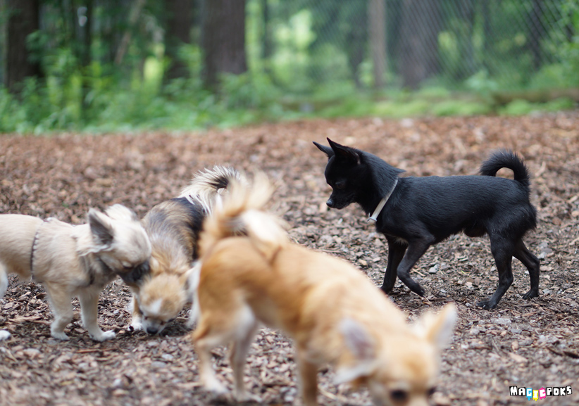 koirap2
