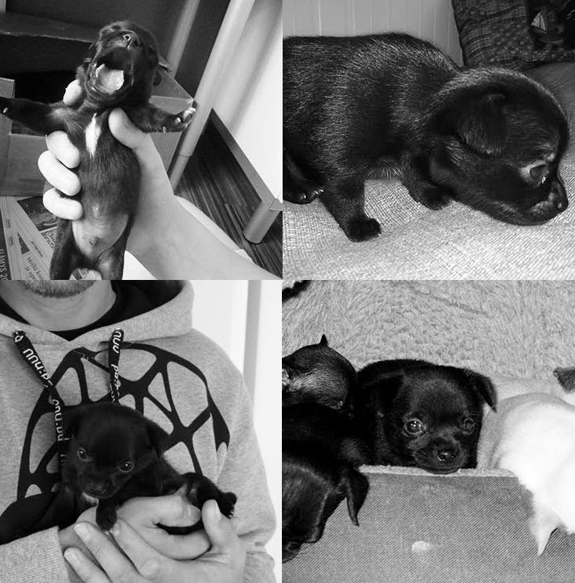chihuahua1