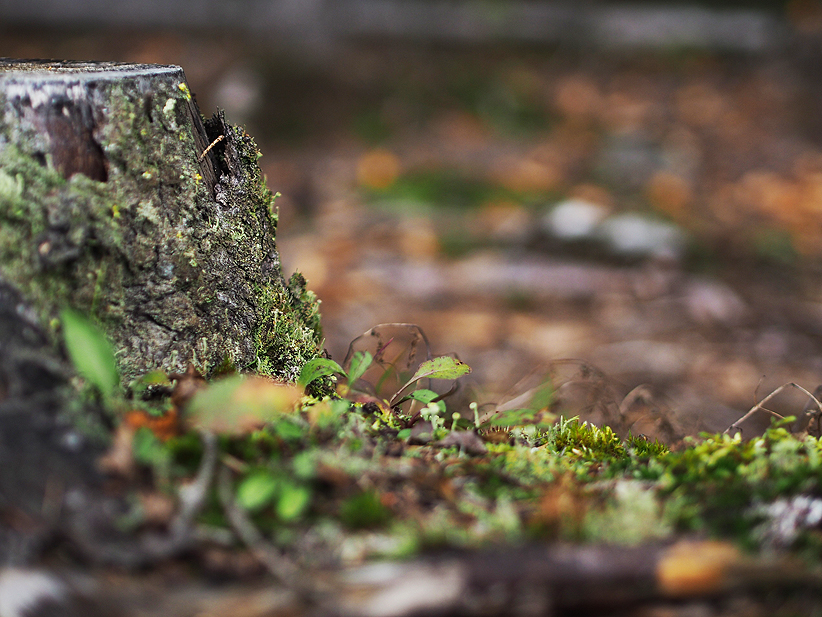 forest