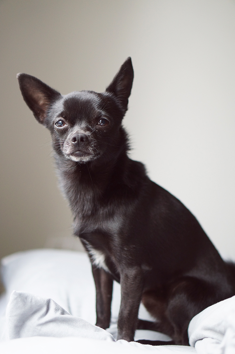 chihuahua8