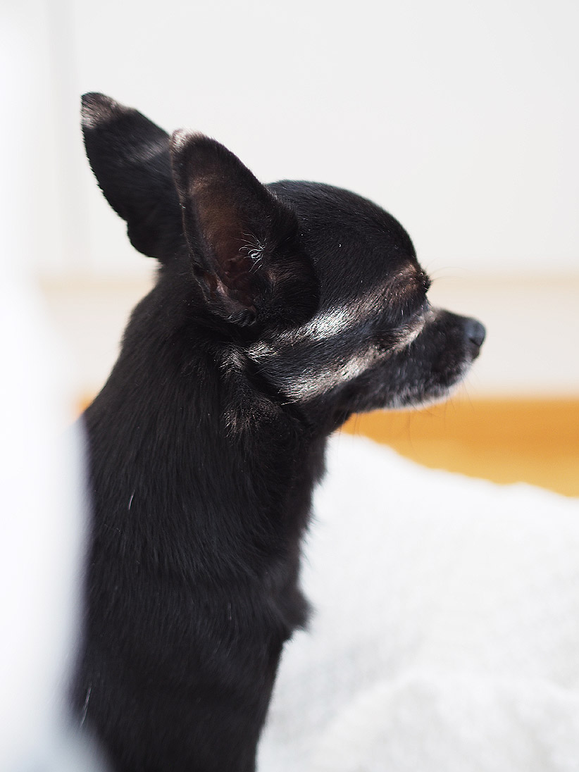 chihuahua hampaat
